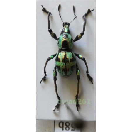 Metapocyrtus subquadrulifer (Waterhouse, 1842) male Philippines58b